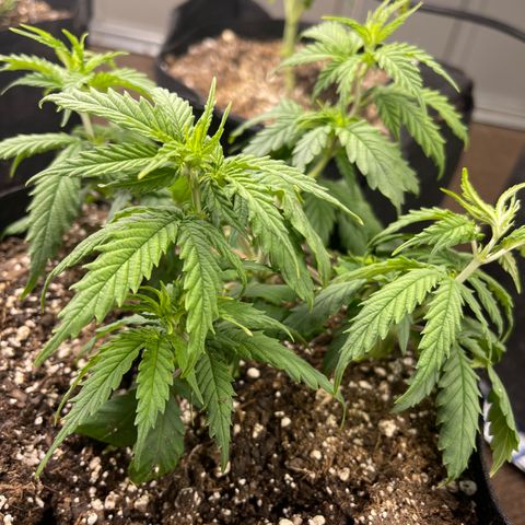 Mass mystery #1 growlog photo: Took off LST clips