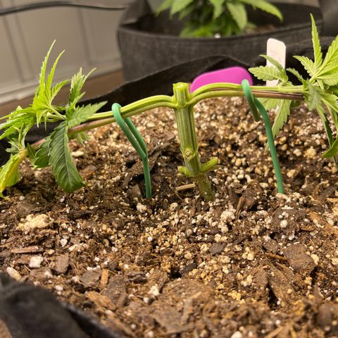 Kashmir pupil #2 growlog timeline photo