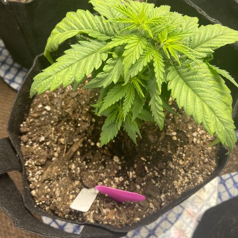 Medi Pak #1  growlog timeline photo