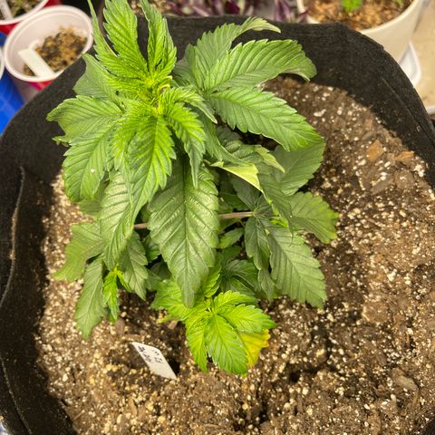 Pure Michigan #3 growlog timeline photo