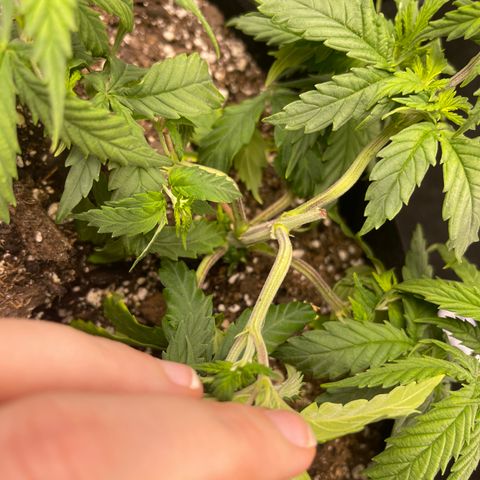 Mass mystery #1 growlog photo: Took off LST clips