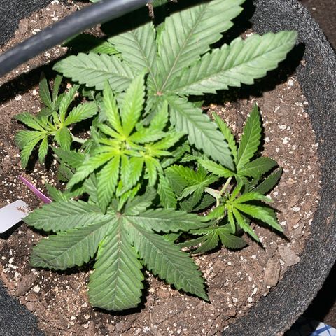 Kashmir pupil #1  growlog photo: 4 inches