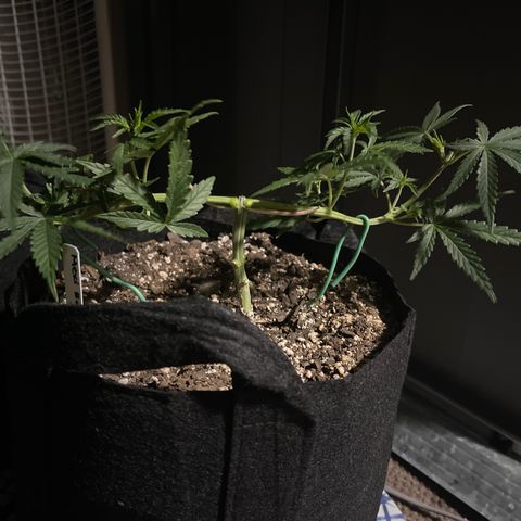 Mexican Bacon #3 growlog photo: 5 1/2 inches 