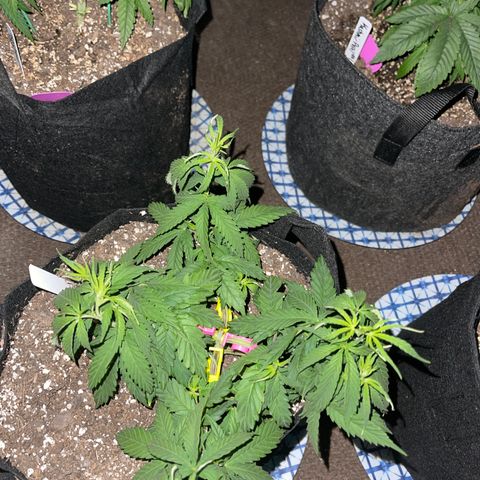 Mass mystery #1 growlog photo: 5 inches