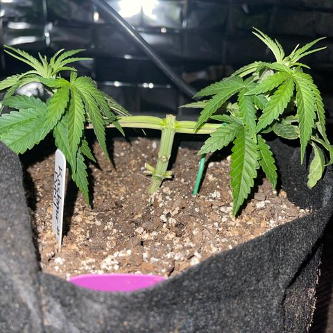 Kashmir pupil #2 growlog photo: 5 inches