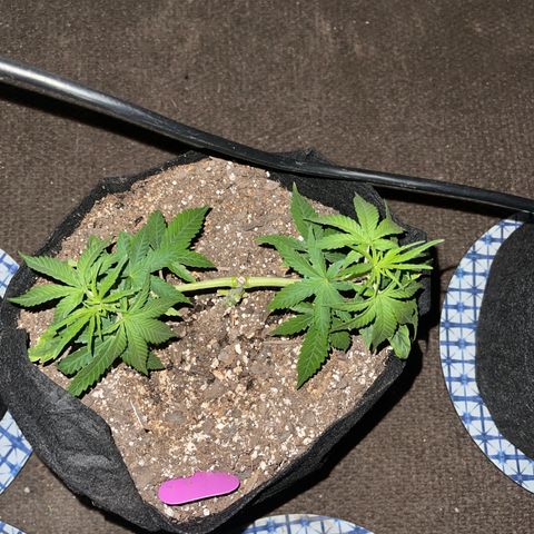 Kashmir pupil #2 growlog photo: 5 inches