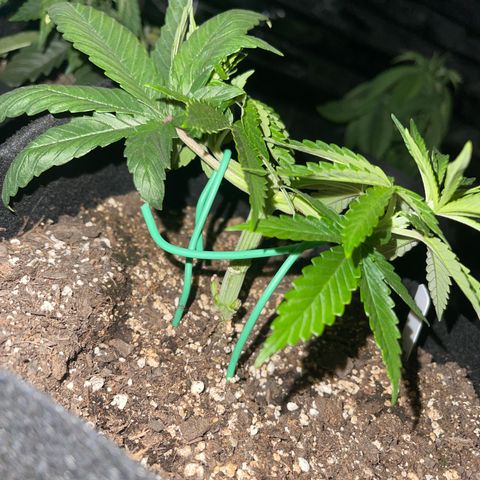 PuTang Nevil Chem #2  growlog photo: 4 inches