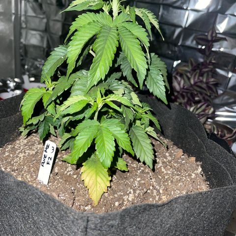 Pure Michigan #3 growlog photo: 9 inches