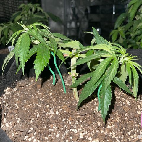 Medi Pak #1  growlog photo: 4 1/2 inches