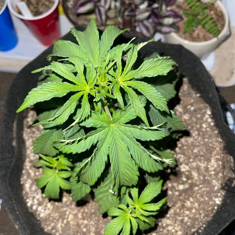 Pure Michigan #3 growlog photo: 9 inches