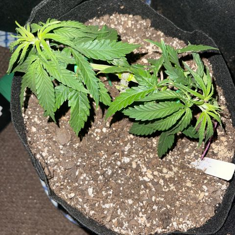 Medi Pak #1  growlog photo: 4 1/2 inches