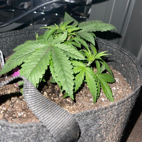 Kashmir pupil #1  growlog photo: 4 inches