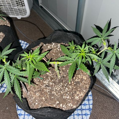 Mexican Bacon #3 growlog photo: 5 1/2 inches 