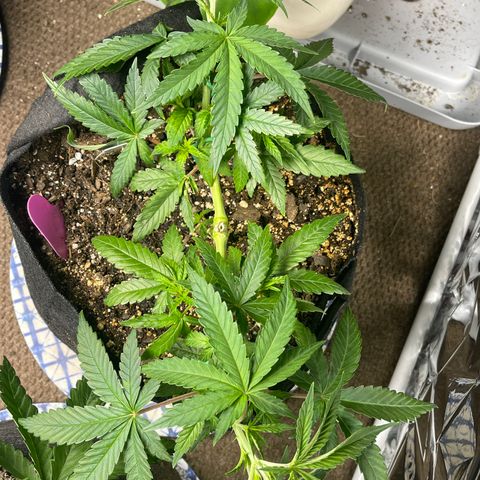 Kashmir pupil #2 growlog timeline photo
