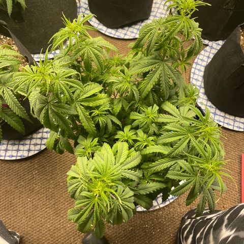 Mass mystery #1 growlog timeline photo