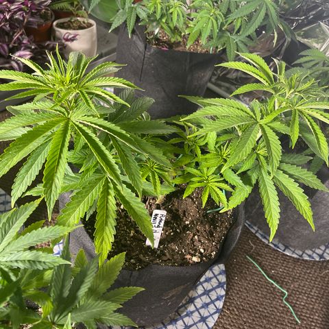 PuTang Nevil Chem #2  growlog timeline photo