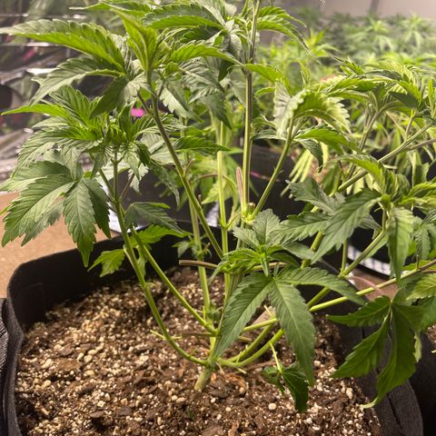 Pure Michigan #3 growlog timeline photo