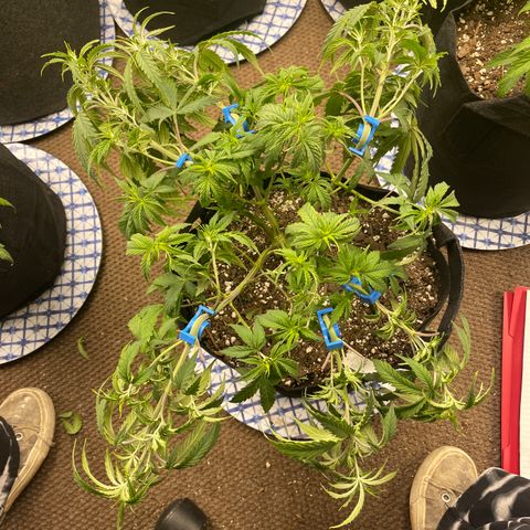 Mass mystery #1 growlog timeline photo