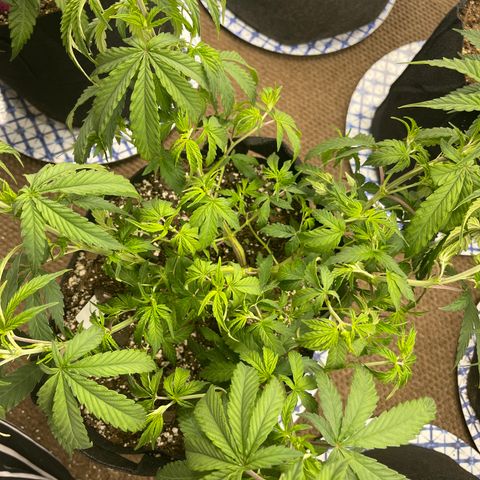 Mass mystery #1 growlog timeline photo