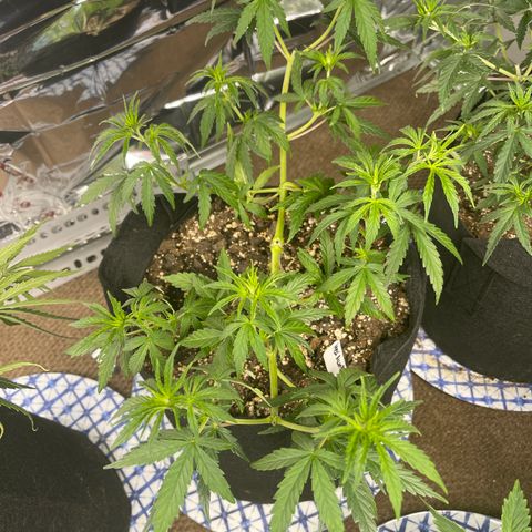 Mexican Bacon #3 growlog timeline photo