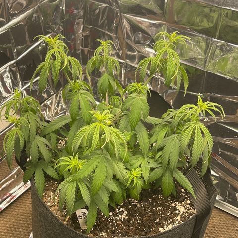 Mass mystery #3 growlog timeline photo