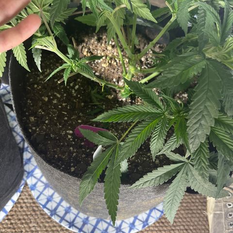 Kashmir pupil #1  growlog timeline photo