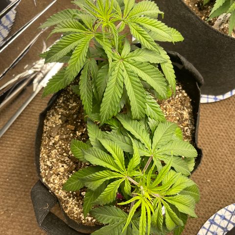 Medi Pak #1  growlog timeline photo