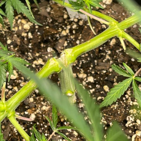 Mexican Bacon #3 growlog timeline photo