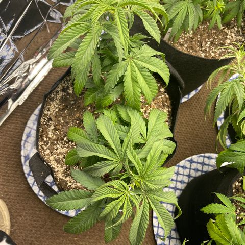 Medi Pak #1  growlog timeline photo