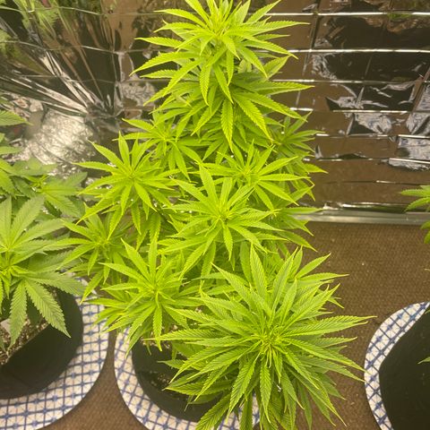 PuTang Nevil Chem #2  growlog timeline photo