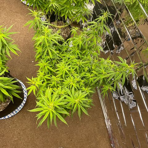 Mass mystery #1 growlog timeline photo