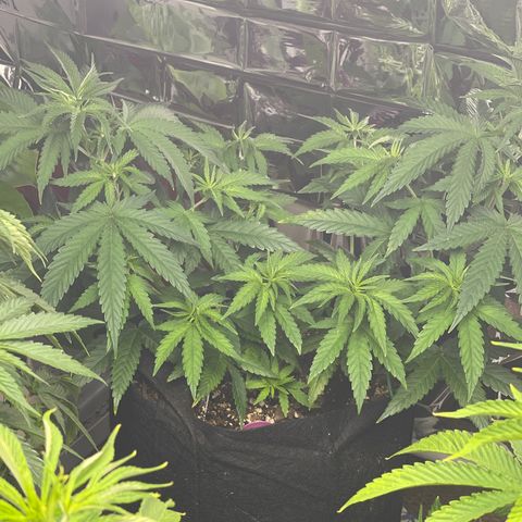Kashmir pupil #2 growlog timeline photo