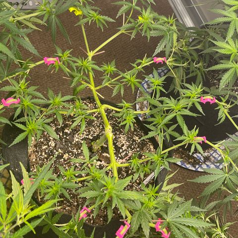 Mexican Bacon #3 growlog timeline photo