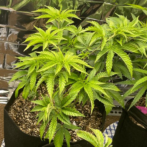 Pure Michigan #3 growlog timeline photo