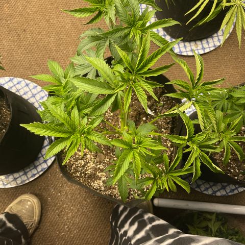 Pure Michigan #3 growlog timeline photo