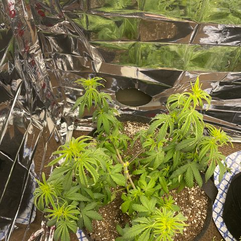 Mass mystery #3 growlog timeline photo