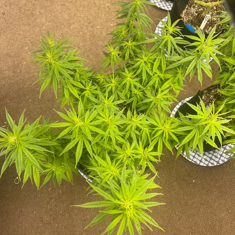 Mass mystery #3 growlog timeline photo