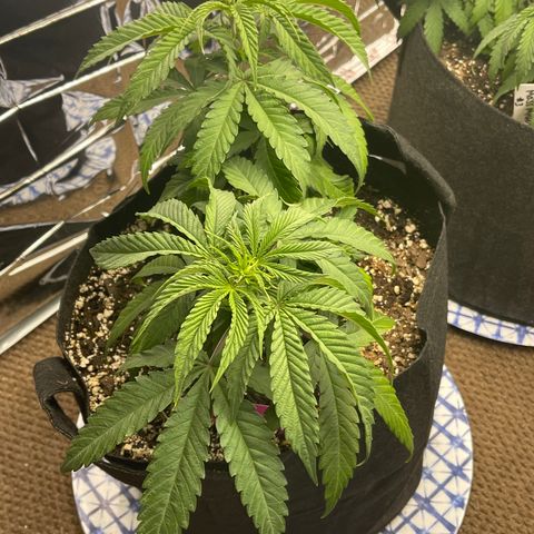 Medi Pak #1  growlog timeline photo