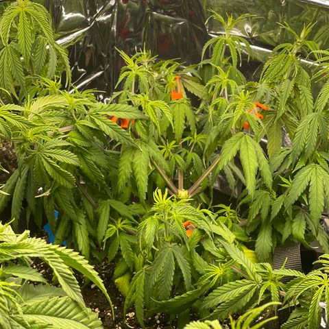 Mass mystery #3 growlog timeline photo