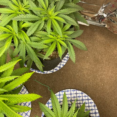 Kashmir pupil #1  growlog timeline photo