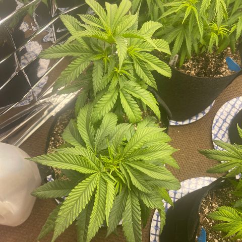 Medi Pak #1  growlog timeline photo