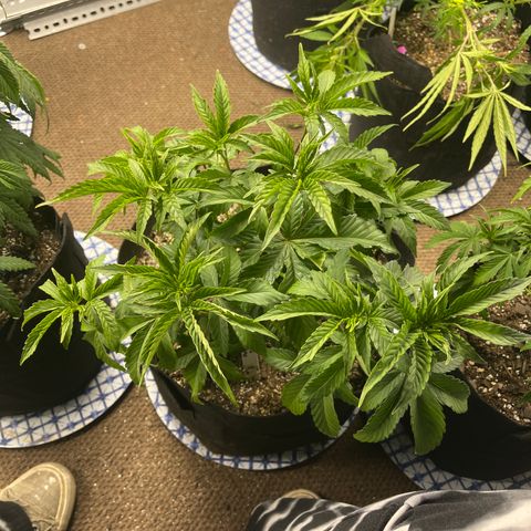 Pure Michigan #3 growlog timeline photo