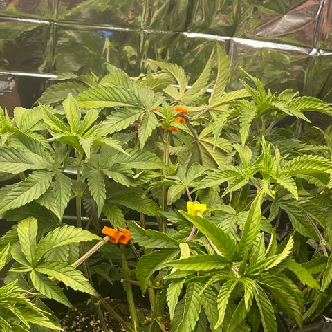 Pure Michigan #3 growlog timeline photo