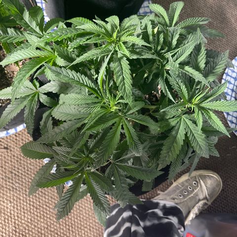 Kashmir pupil #1  growlog timeline photo