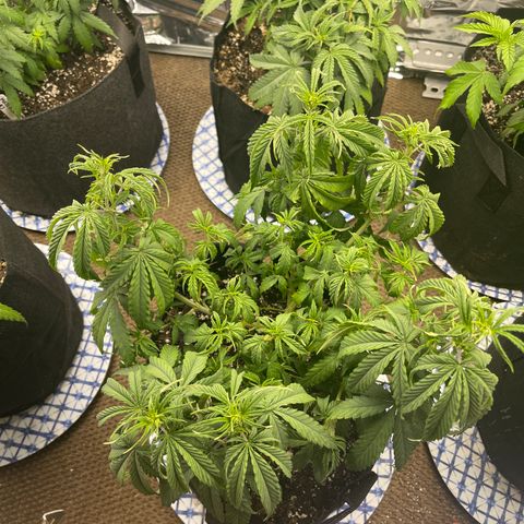 Mass mystery #1 growlog photo: Droopy