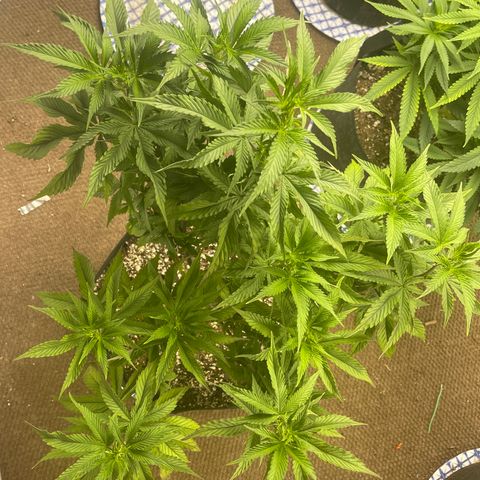 Pure Michigan #3 growlog timeline photo