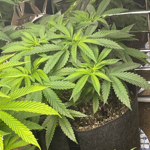 Kashmir pupil #1  growlog timeline photo