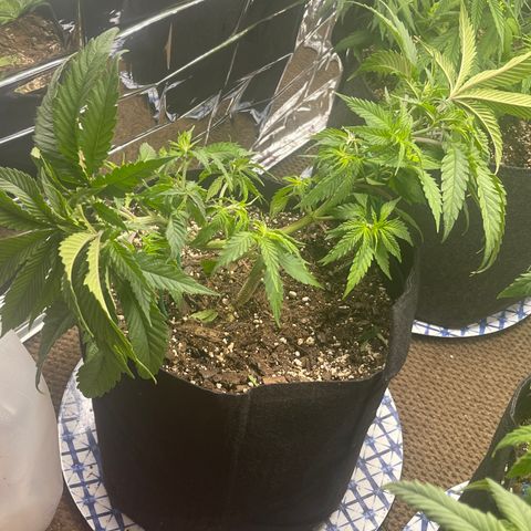 Medi Pak #1  growlog timeline photo
