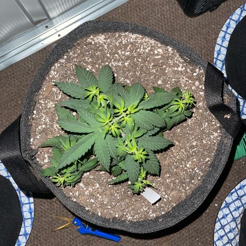 Mass mystery #3 growlog photo: 6 inches