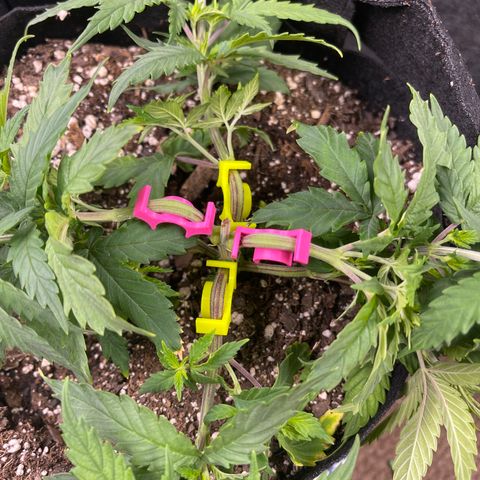Mass mystery #1 growlog timeline photo